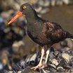 Black Oystercatcher